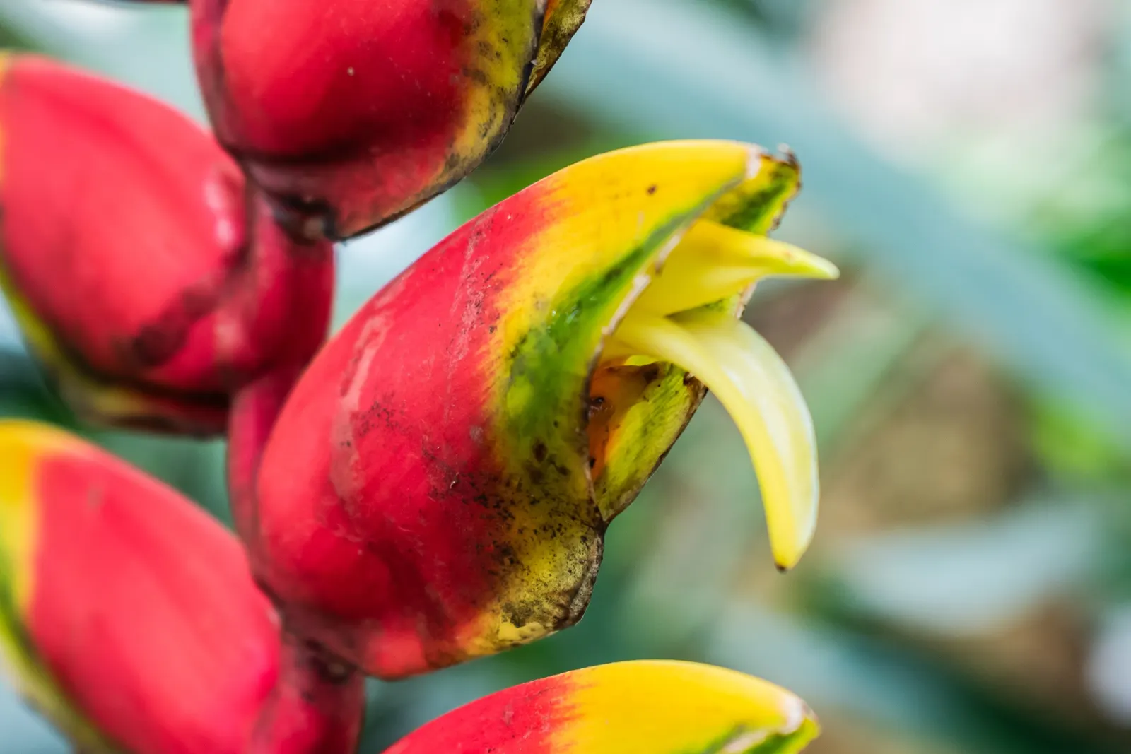Hanging Lobster Claw (Heliconia Rostrata) — lance-shaped leaves that can grow to a length of 2 to 3 feet; ensuring a lush display for any exotic landscape