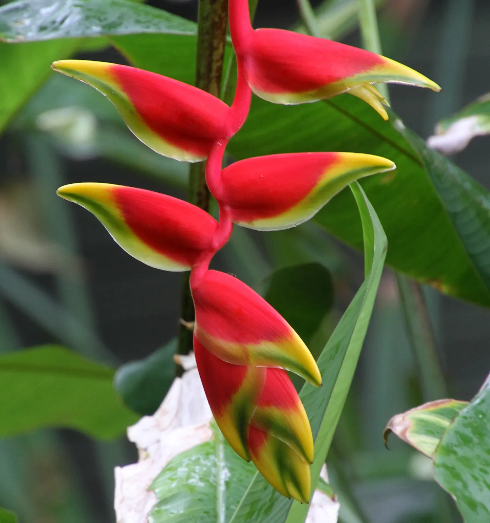 Hanging Lobster Claw (Heliconia Rostrata) — is a striking tropical perennial that brings an exotic splash to any landscape design; the distinctive, image 118