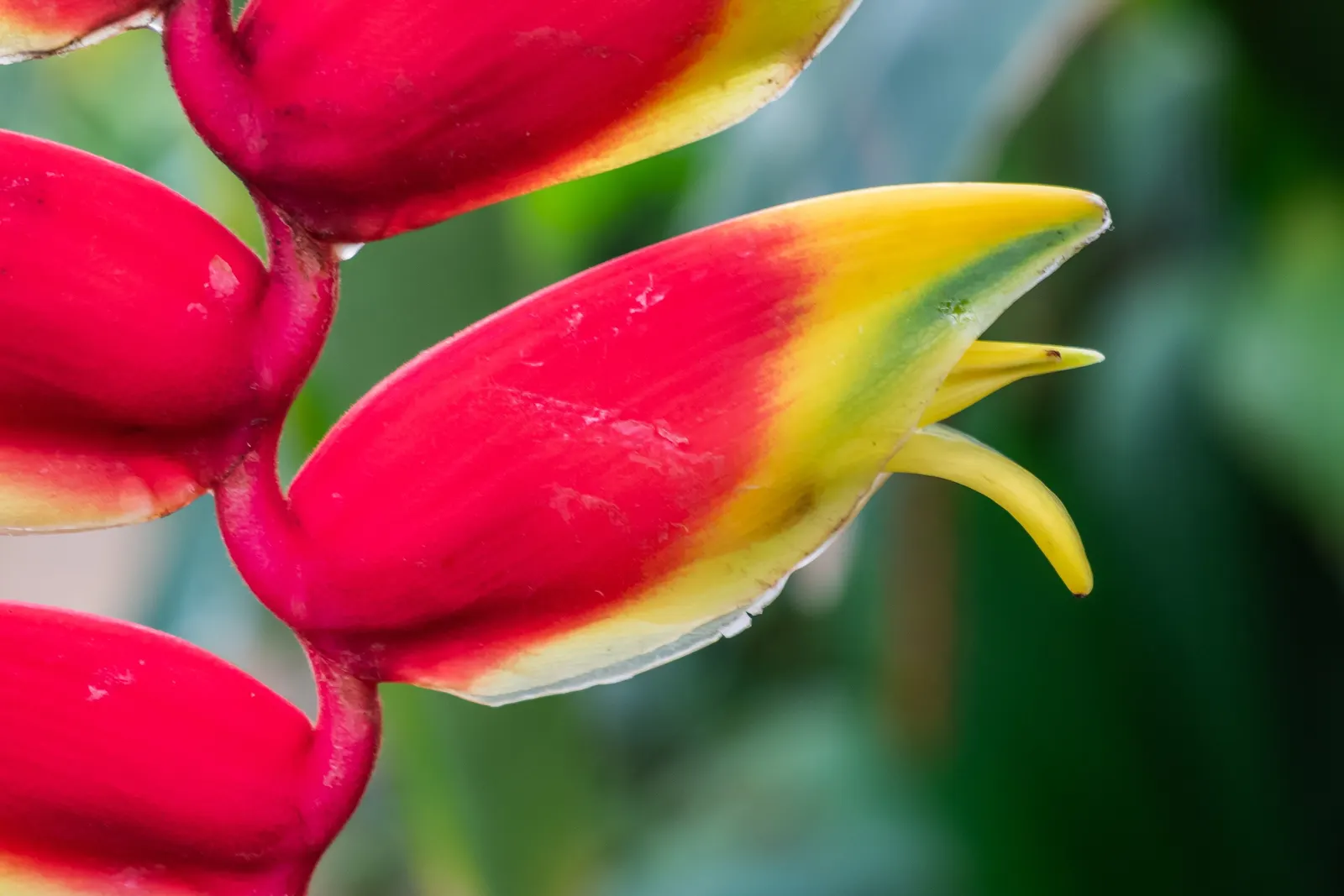 Hanging Lobster Claw (Heliconia Rostrata) — pendulous inflorescences that resemble the claws of a lobster; ensuring a lush display for any exotic, image 65