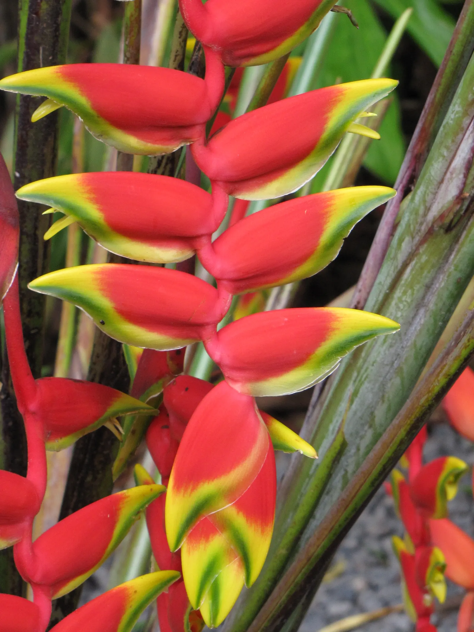 Hanging Lobster Claw (Heliconia Rostrata) — lance-shaped leaves that can grow to a length of 2 to 3 feet; ensuring a lush display for any exotic, image 125
