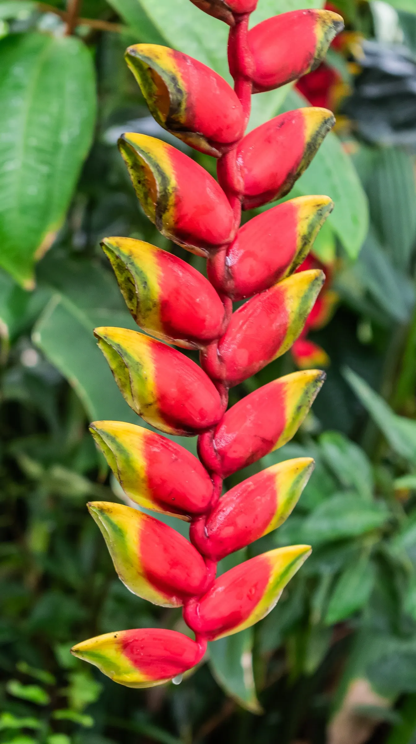 Hanging Lobster Claw (Heliconia Rostrata) — ensuring a lush display for any exotic landscape centerpiece