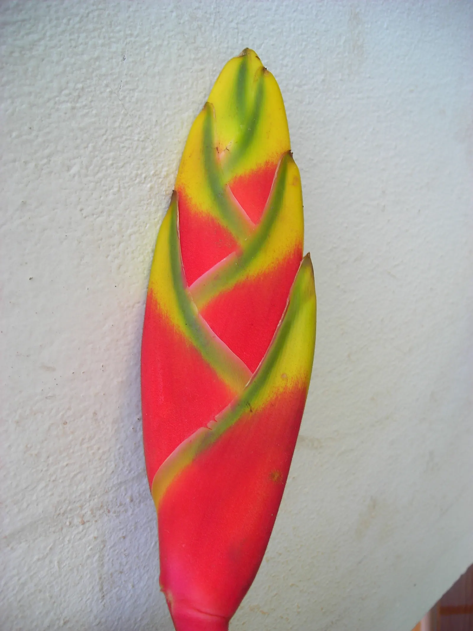 Hanging Lobster Claw (Heliconia Rostrata) — ensuring a lush display for any exotic landscape centerpiece; ensuring that seasonal frosts do not, image 88