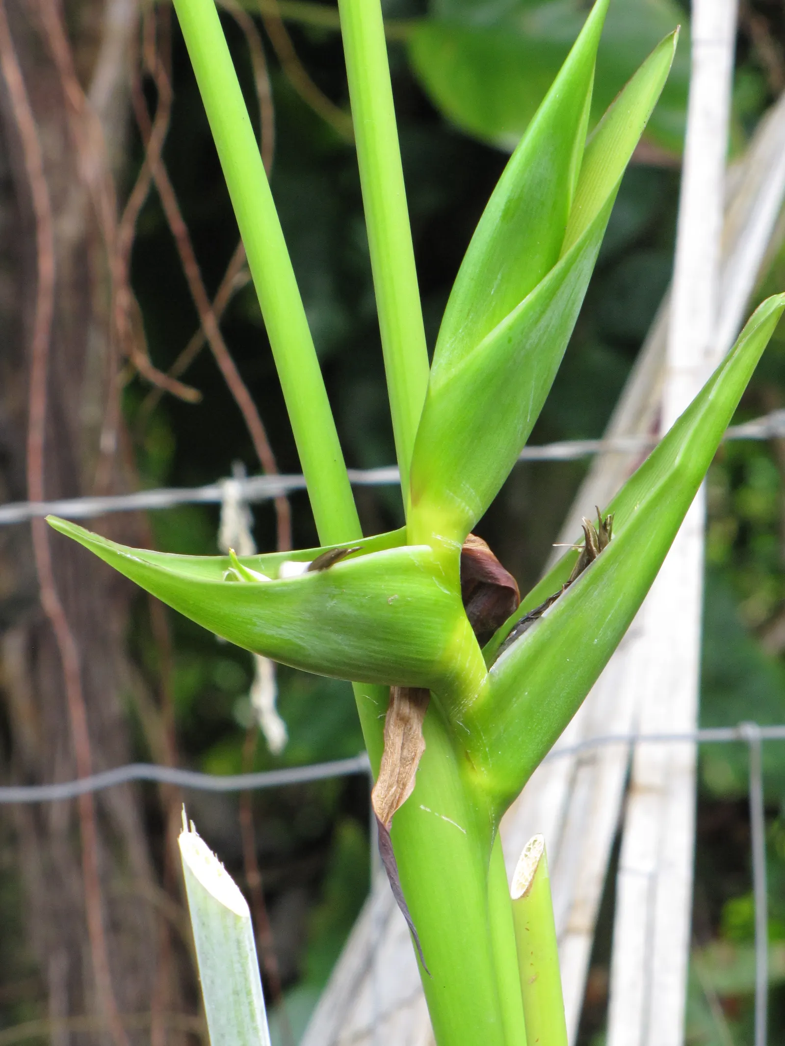 Hanging Lobster Claw (Heliconia Rostrata) — scientifically known as Heliconia rostrata; ensuring a lush display for any exotic landscape centerpiece, image 117