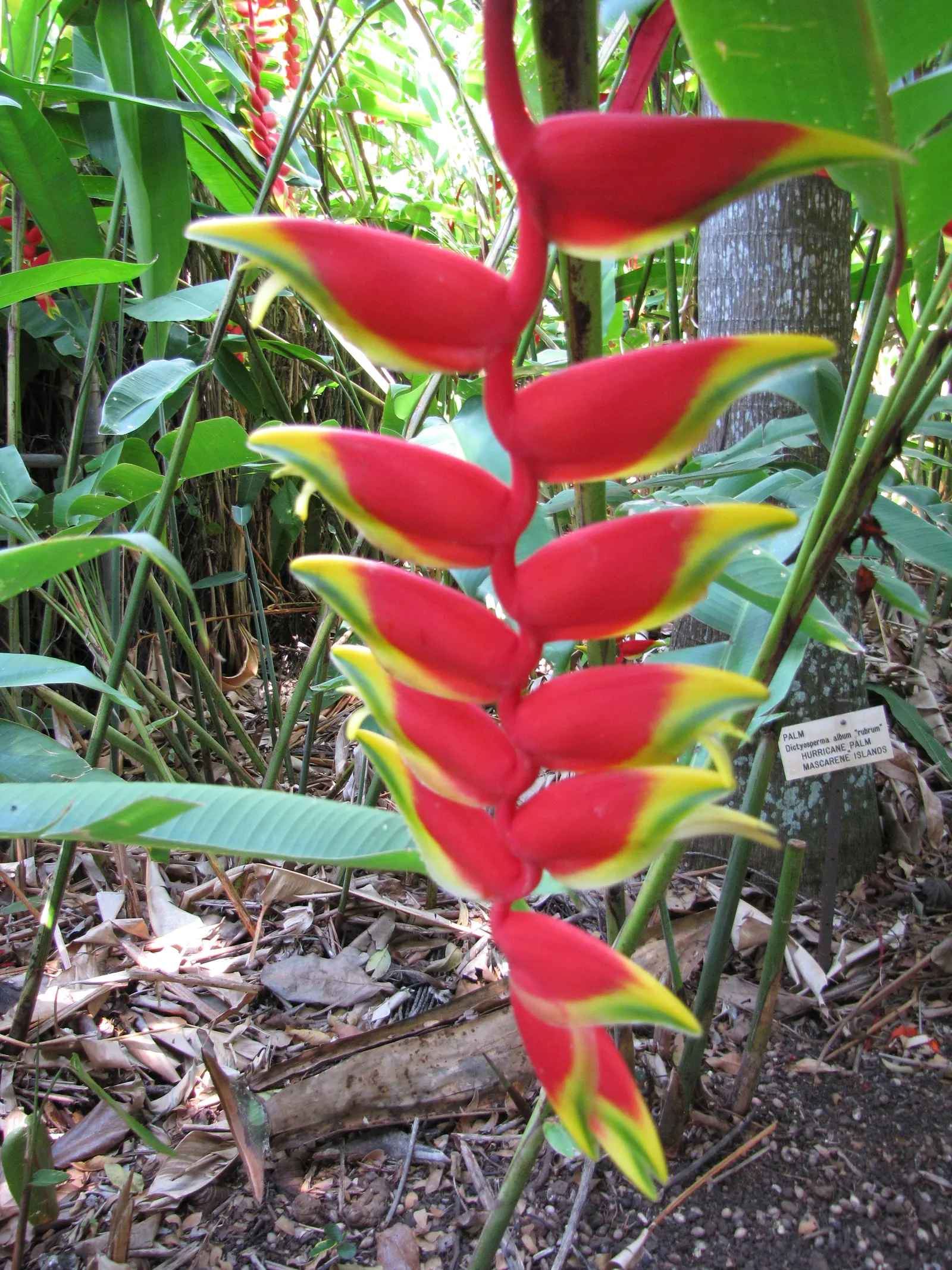 Hanging Lobster Claw (Heliconia Rostrata) — shrub / tree for full or half; ensuring that seasonal frosts do not threaten its vibrancy and allure, image 84