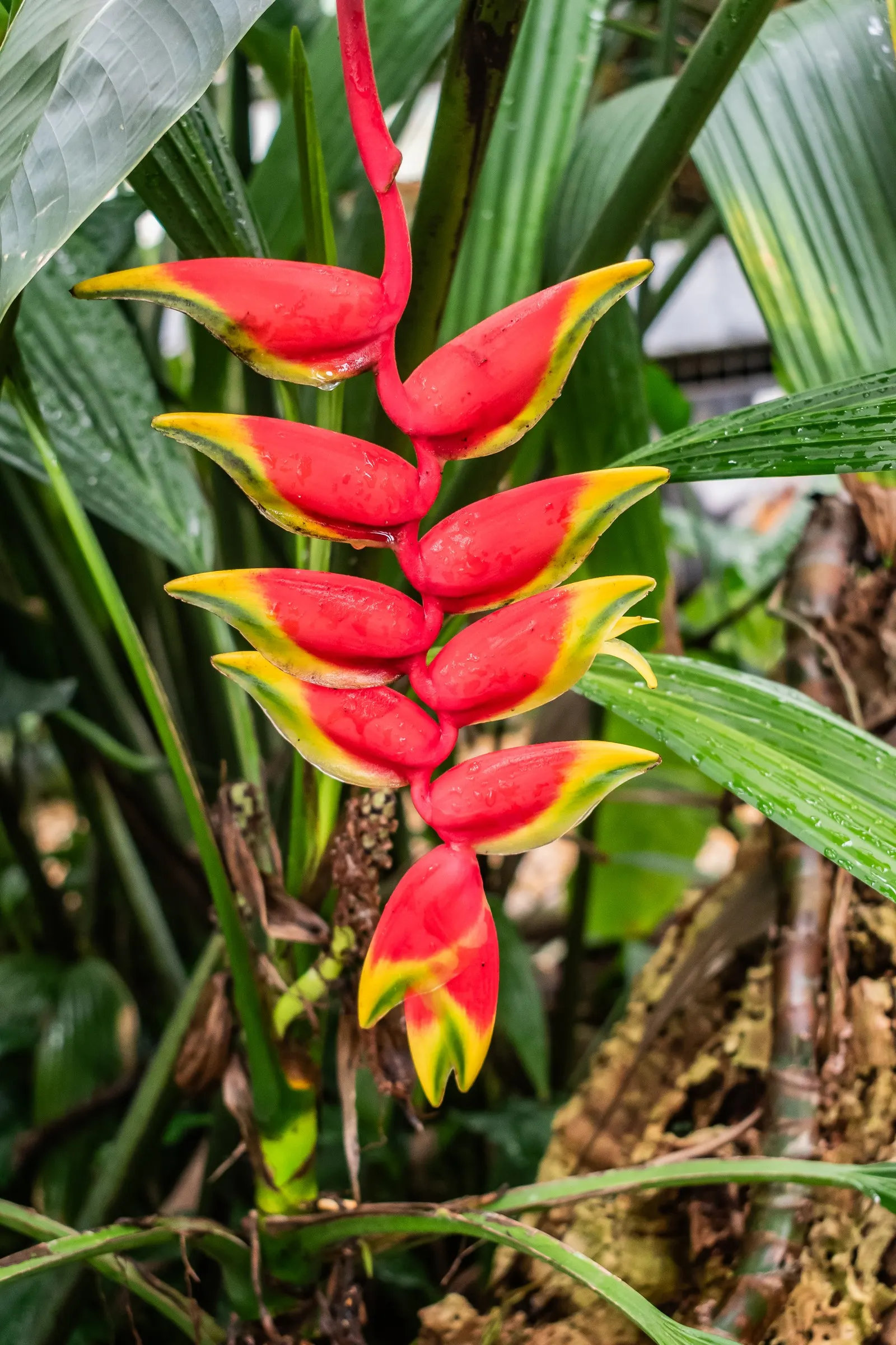 Hanging Lobster Claw (Heliconia Rostrata) — To encourage prolific blooming; especially in regions that experience intense afternoon sun, image 75