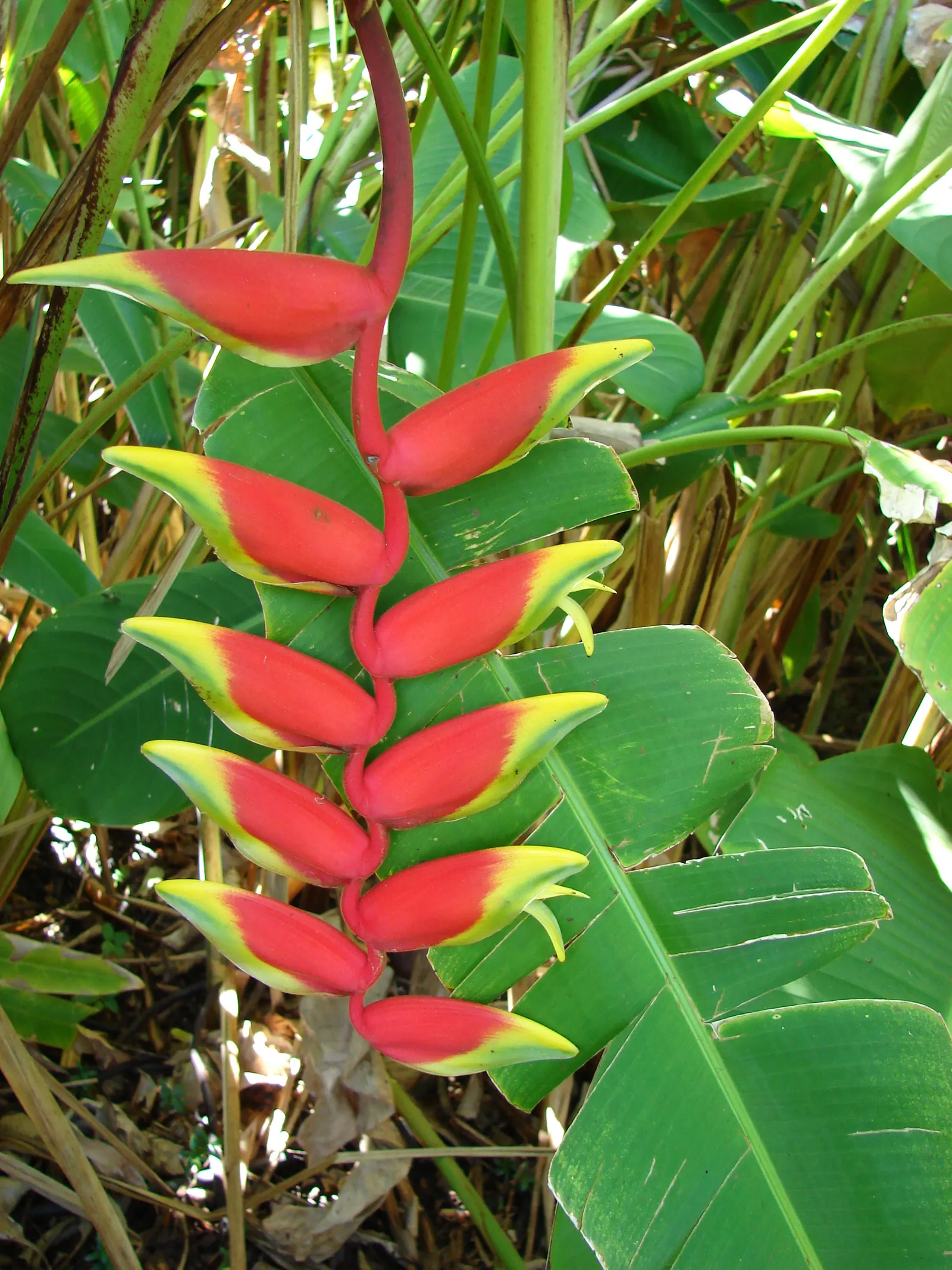 Hanging Lobster Claw (Heliconia Rostrata) — Heliconia rostrata requires a well-draining soil rich in organic matter