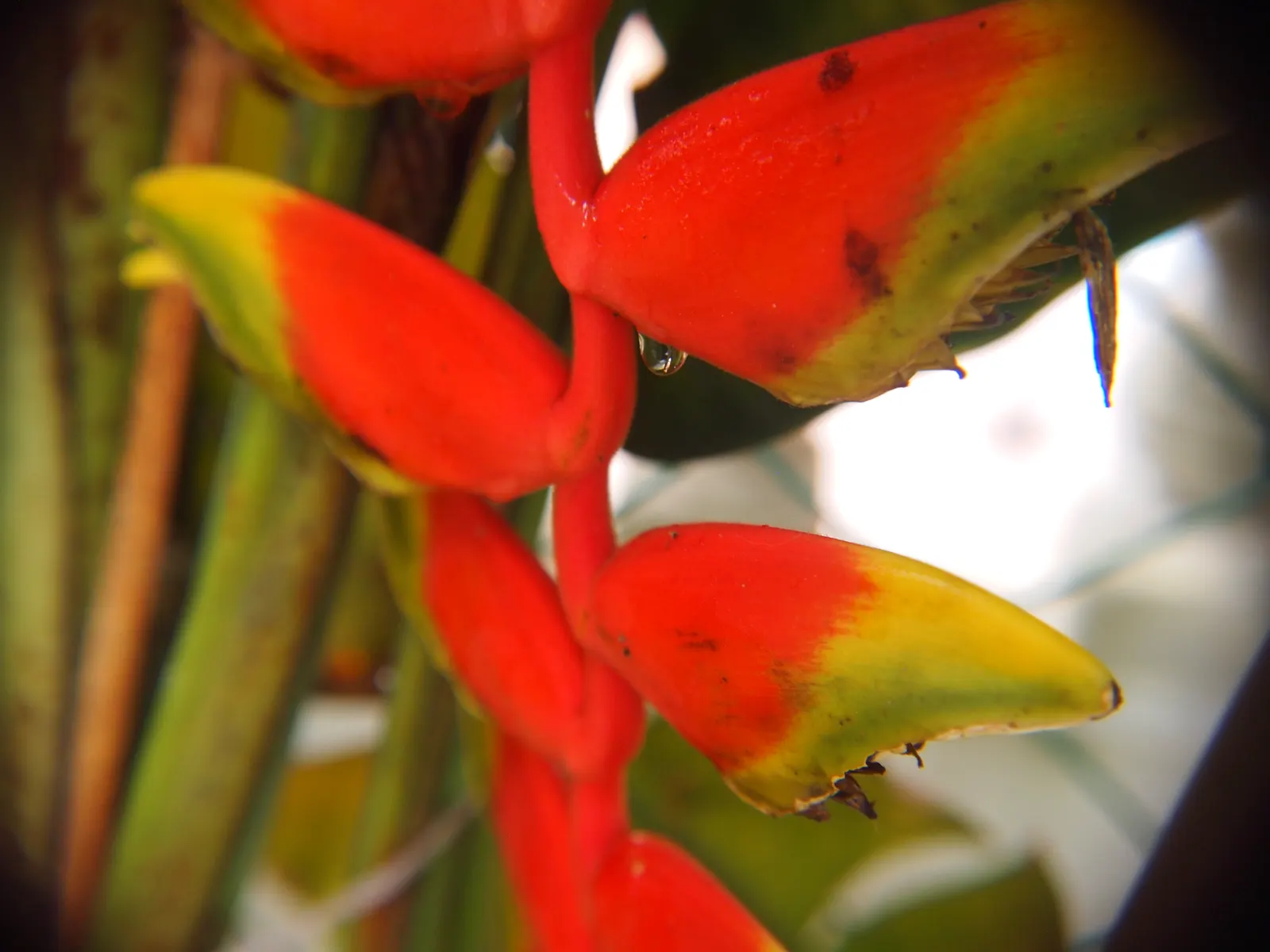 Hanging Lobster Claw (Heliconia Rostrata) — this eye-catching plant is known for its vividly colored; ensuring that seasonal frosts do not threaten, image 64