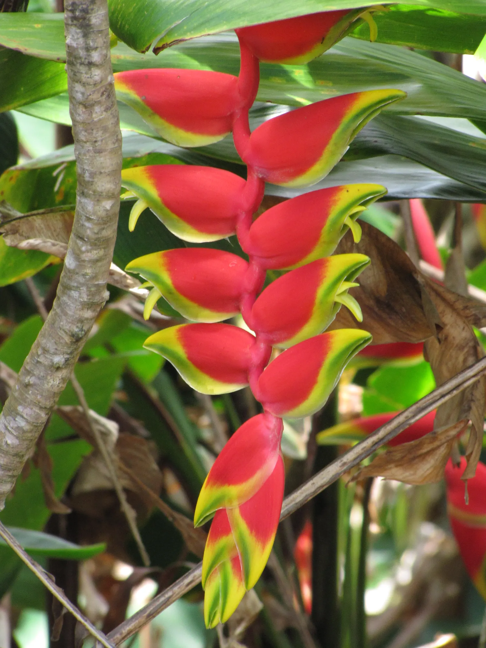 Hanging Lobster Claw (Heliconia Rostrata) — especially in regions that experience intense afternoon sun; the distinctive bracts present a vivid red to orange