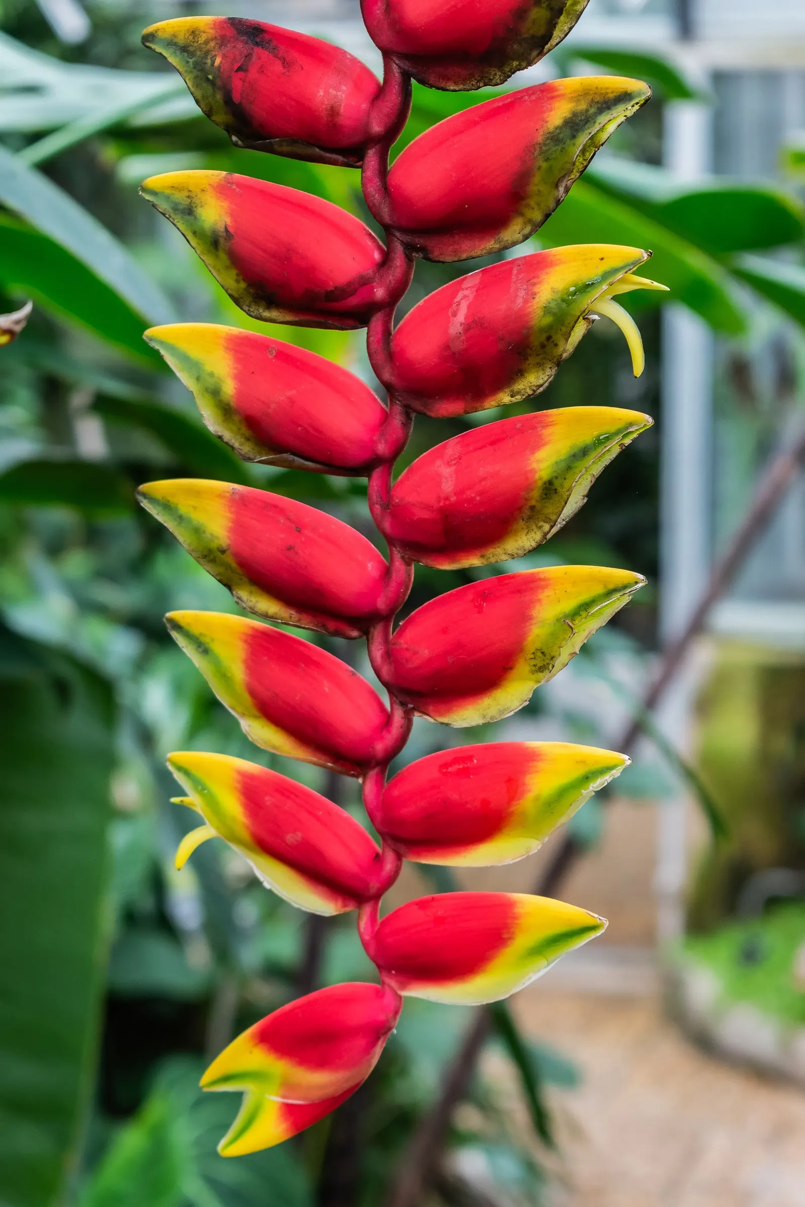 Hanging Lobster Claw (Heliconia Rostrata) — maintaining consistent moisture is crucial; however; ensuring that seasonal frosts do not threaten its vibrancy and