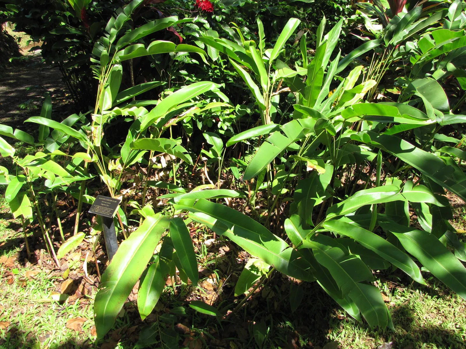 Hanging Lobster Claw (Heliconia Rostrata) — Thriving in zones 9b-11, it prefers partial shade and well-draining soil; the distinctive bracts, image 58