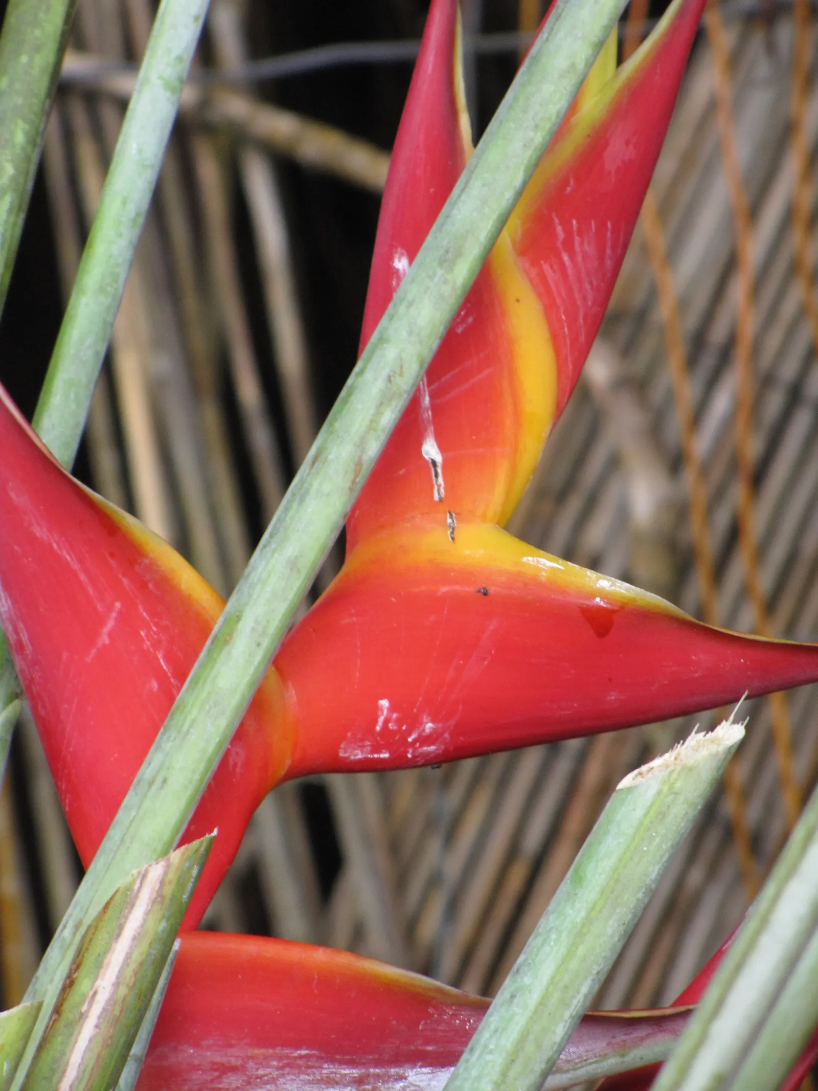 Hanging Lobster Claw (Heliconia Rostrata) — stretching upwards on stiff; the distinctive bracts present a vivid red to orange hue with occasional hints of