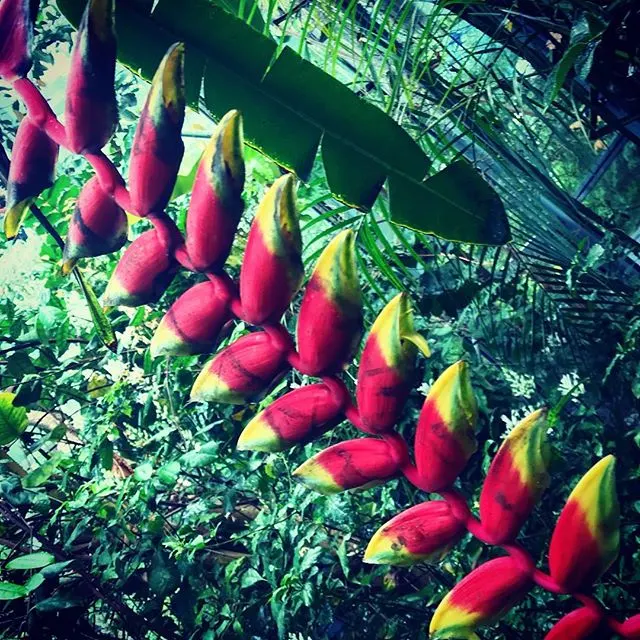 Hanging Lobster Claw (Heliconia Rostrata) — hence its common name.<br><br>When integrated into a landscape; the distinctive bracts present a vivid, image 94