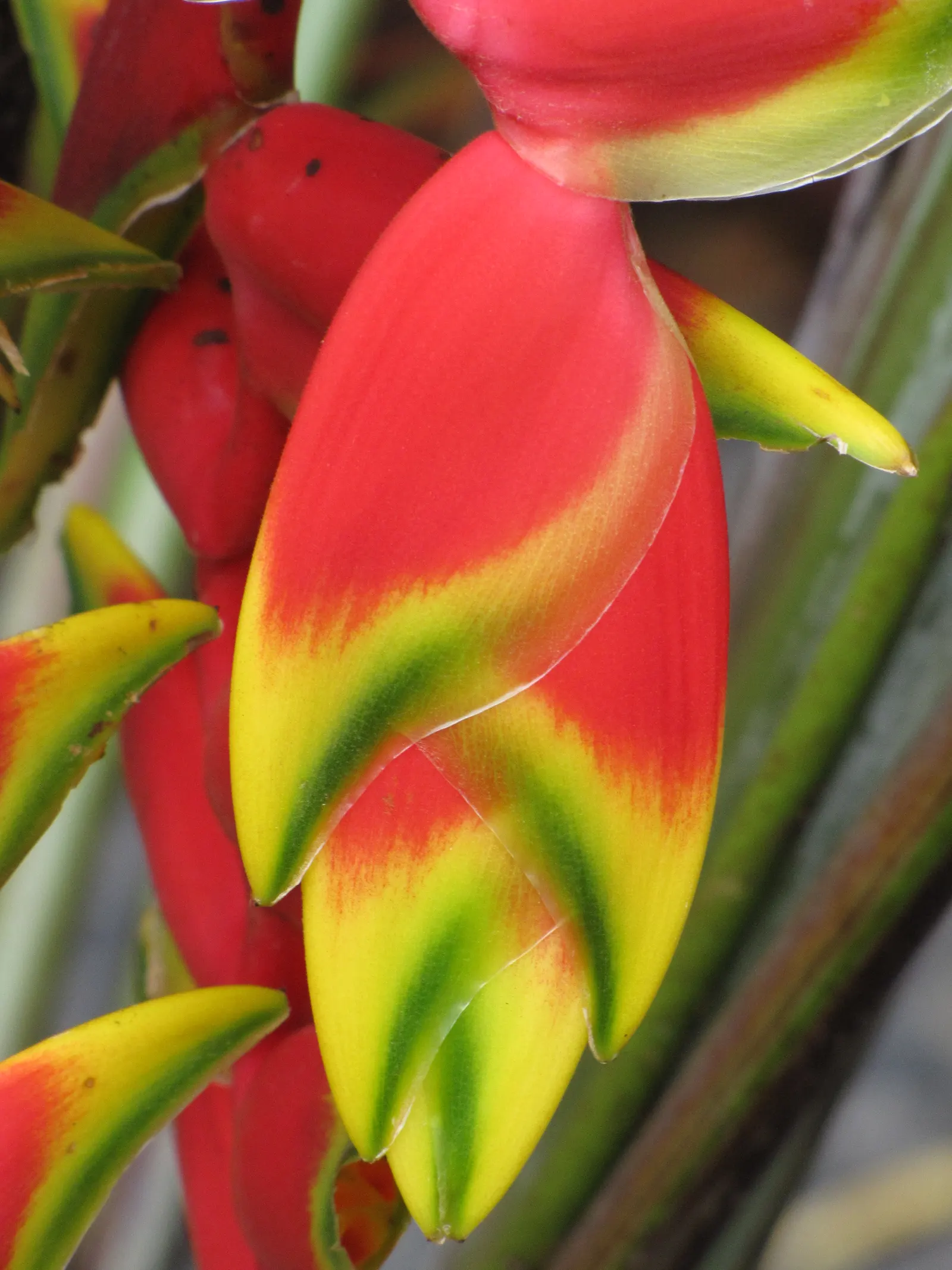 Hanging Lobster Claw (Heliconia Rostrata) — lance-shaped leaves that can grow to a length of 2 to 3 feet; ensuring a lush display for any exotic, image 97
