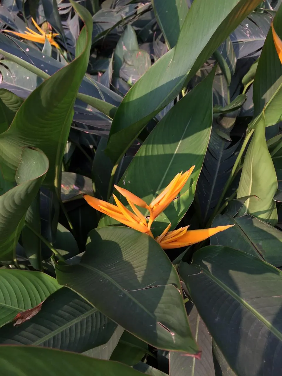 Hanging Lobster Claw (Heliconia Rostrata) — Originating from the rainforests of Central and South America