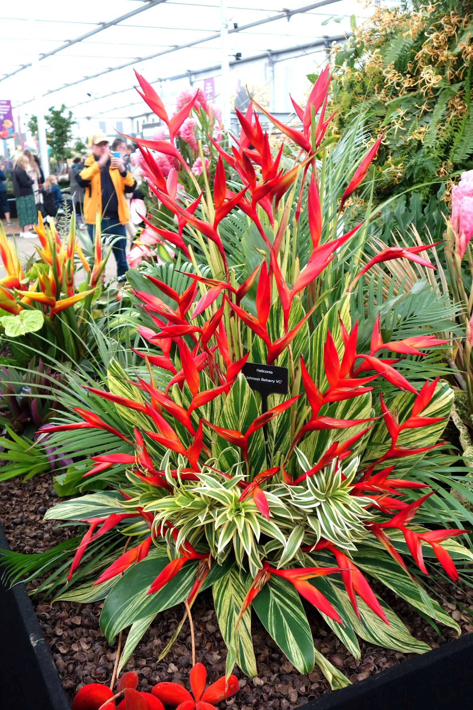 Hanging Lobster Claw (Heliconia Rostrata) — the distinctive bracts present a vivid red to orange hue with occasional hints of yellow and green; especially in