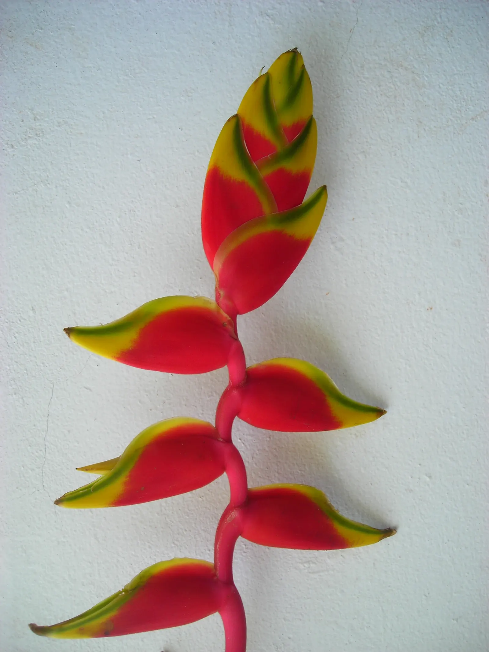 Hanging Lobster Claw (Heliconia Rostrata) — Generous watering and high humidity replicate its native rainforest environment