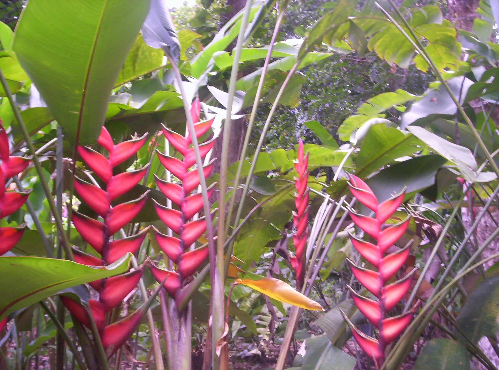 Hanging Lobster Claw (Heliconia Rostrata) — Thriving in zones 9b-11, it prefers partial shade and well-draining soil; the distinctive bracts, image 86