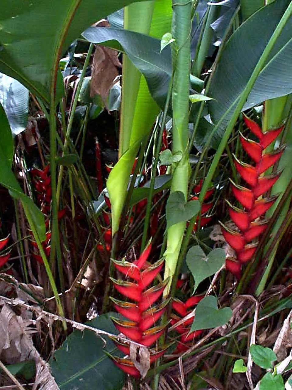 Hanging Lobster Claw (Heliconia Rostrata) — or as a solitary specimen in more intimate settings; especially in regions that experience intense afternoon sun