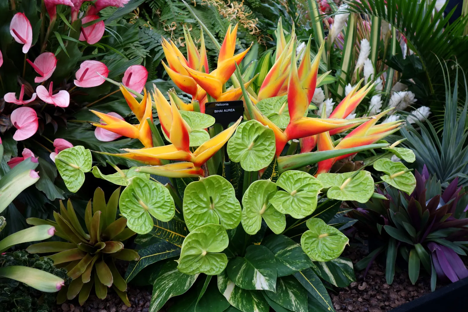 Hanging Lobster Claw (Heliconia Rostrata) — upright stems that can reach heights of 3 to 6 feet.<br><br>For optimal growth