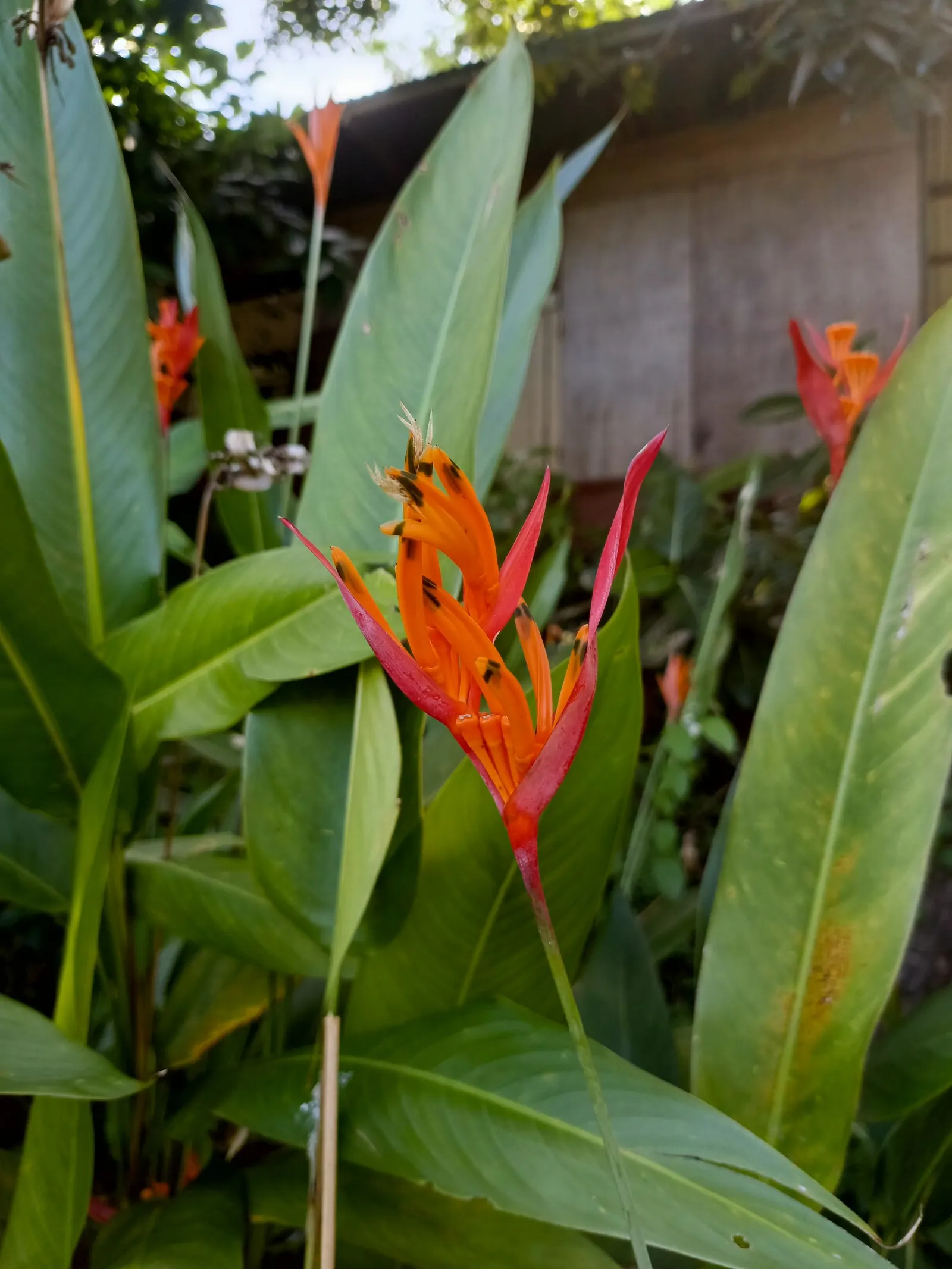 Hanging Lobster Claw (Heliconia Rostrata) — is a striking tropical perennial that brings an exotic splash to any landscape design; the distinctive, image 62