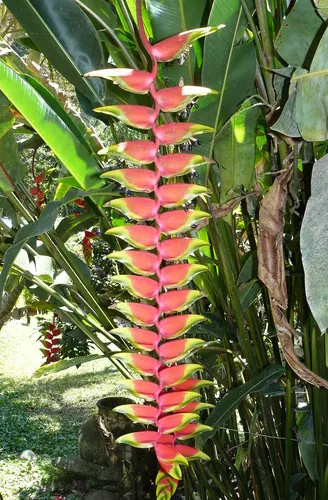 Hanging Lobster Claw (Heliconia Rostrata) — It thrives in partial to full sunlight but benefits from some shade in the hottest parts of the day