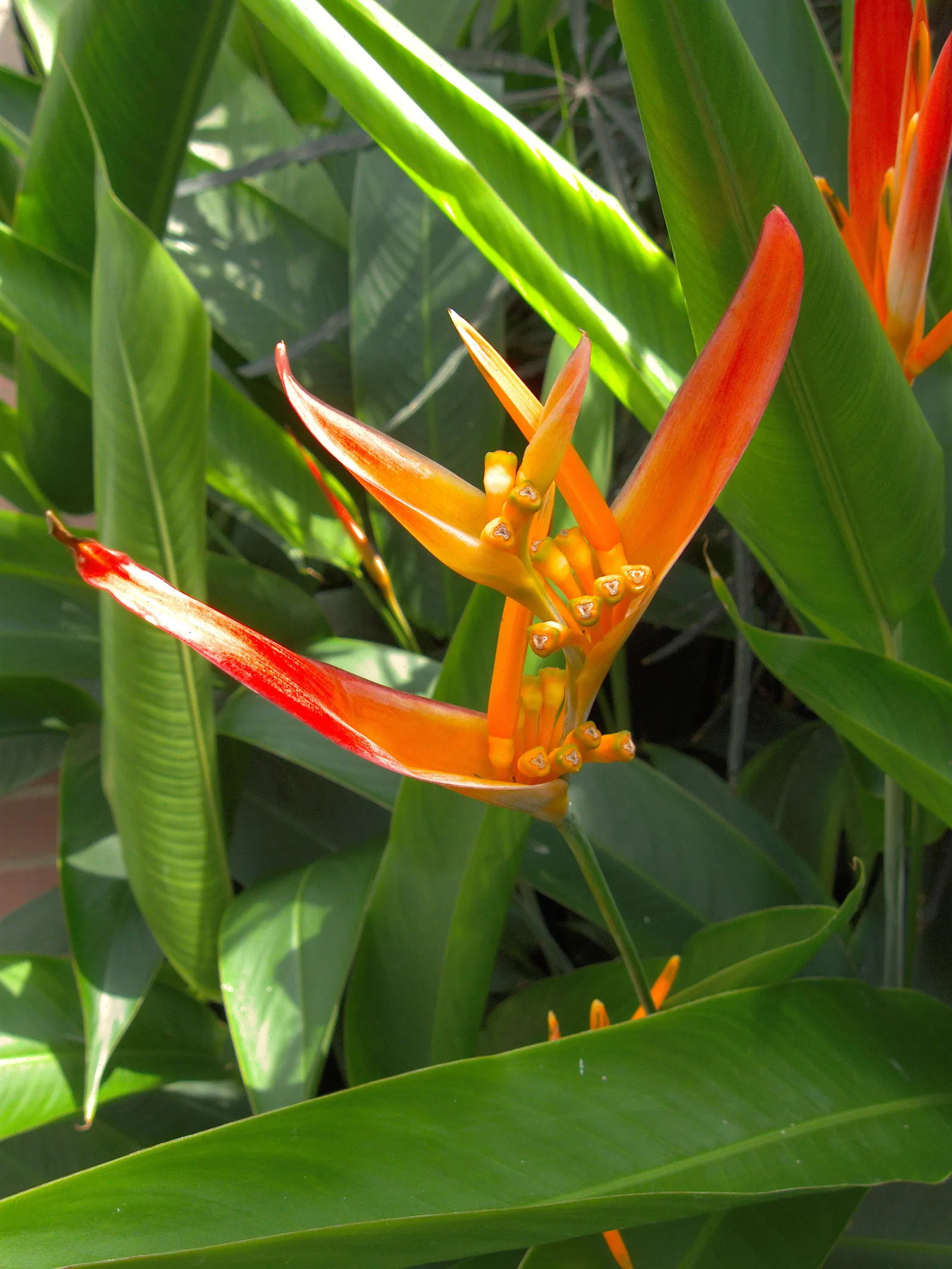 Hanging Lobster Claw (Heliconia Rostrata) — It's important to note that Heliconia rostrata flourishes in USDA Hardiness Zones 10 to 13; ensuring, image 108