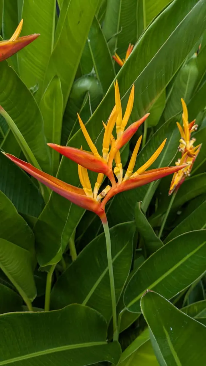 Hanging Lobster Claw (Heliconia Rostrata) — ensuring a lush display for any exotic landscape centerpiece; ensuring that seasonal frosts do not threaten its