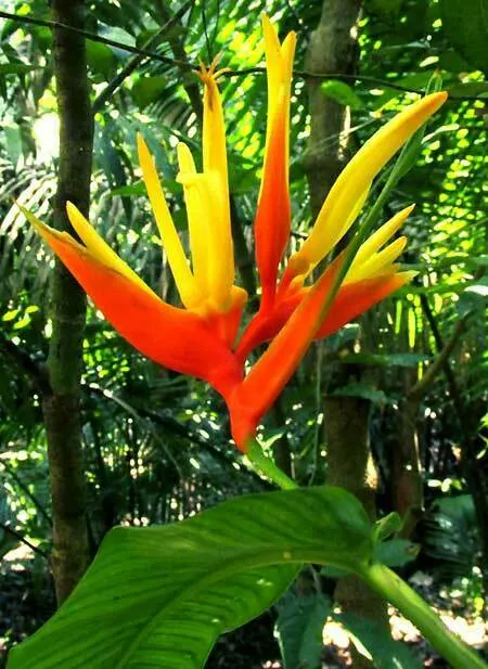 Hanging Lobster Claw (Heliconia Rostrata) — This eye-catching plant reaches up to 3-5 feet tall, with each flower around 12-30 inches long; ensuring a lush
