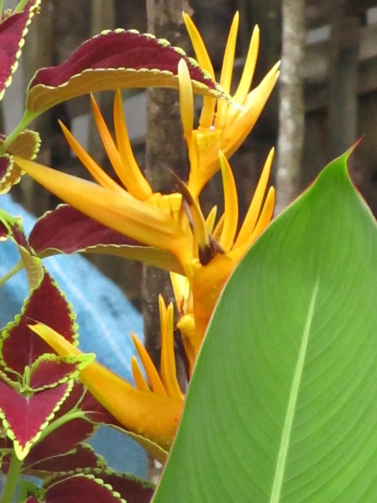 Hanging Lobster Claw (Heliconia Rostrata) — For the client desiring a tropical or exotic theme; ensuring a lush display for any exotic landscape, image 77