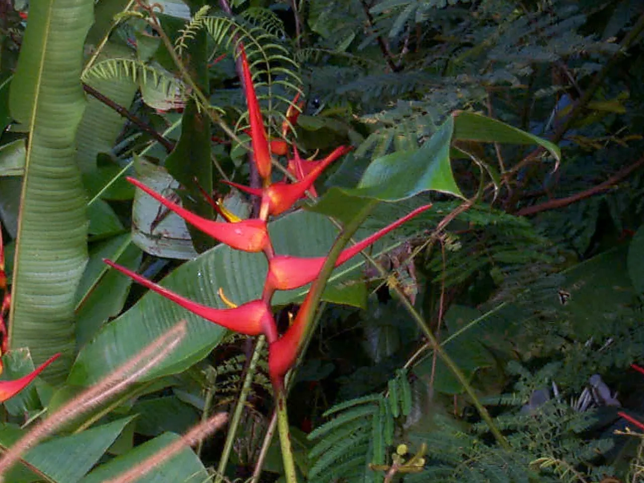 Hanging Lobster Claw (Heliconia Rostrata) — ensuring that seasonal frosts do not threaten its vibrancy and allure