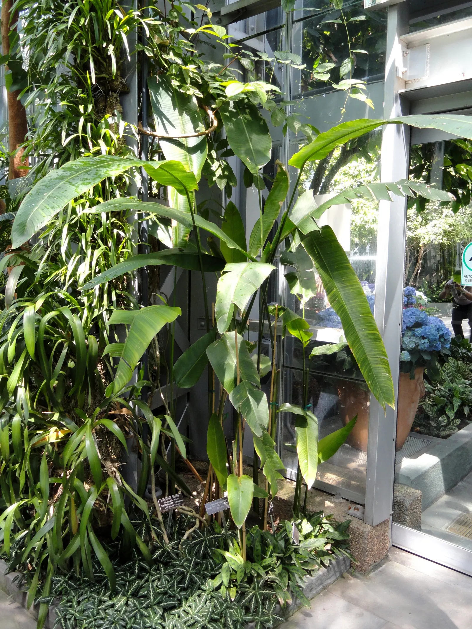 Hanging Lobster Claw (Heliconia Rostrata) — shrub / tree with green and multi-colored and red blooms; especially in regions that experience intense, image 111