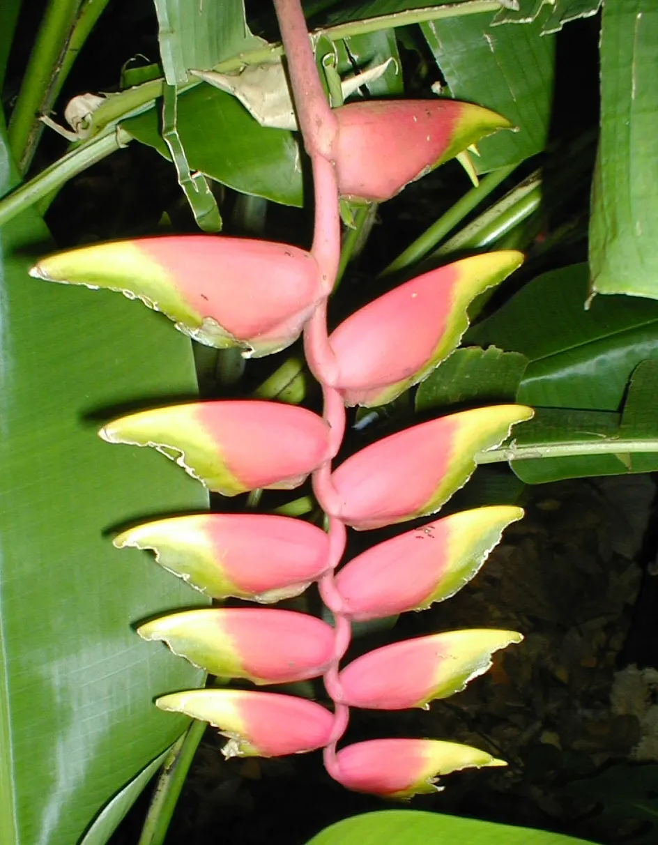Hanging Lobster Claw (Heliconia Rostrata) — offering a bold contrast against the lush green foliage