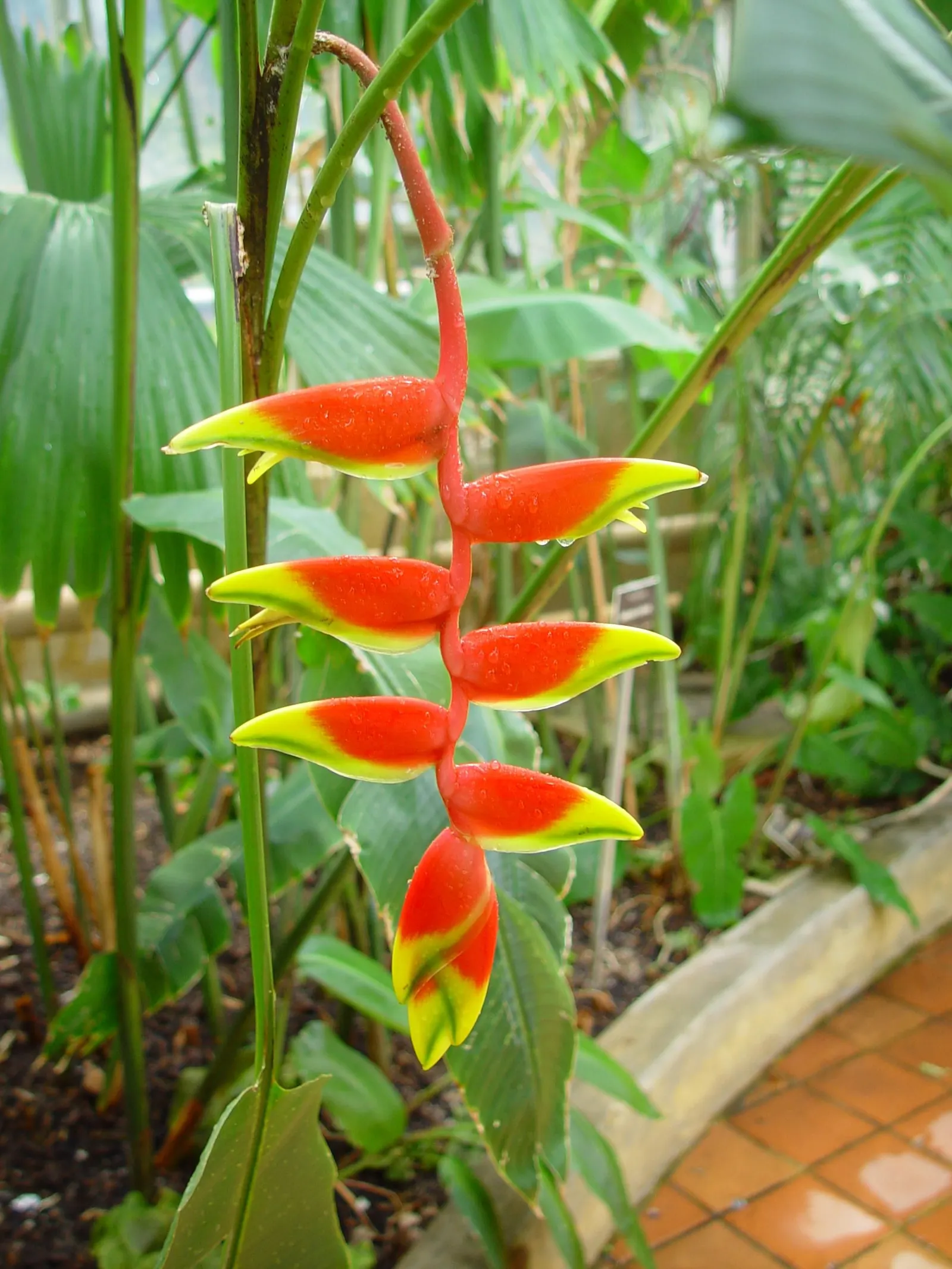 Hanging Lobster Claw (Heliconia Rostrata) — It's important to note that Heliconia rostrata flourishes in USDA Hardiness Zones 10 to 13; ensuring that seasonal