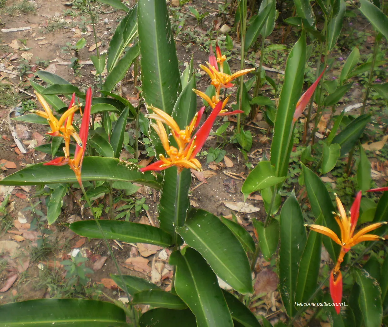 Hanging Lobster Claw (Heliconia Rostrata) — To encourage prolific blooming