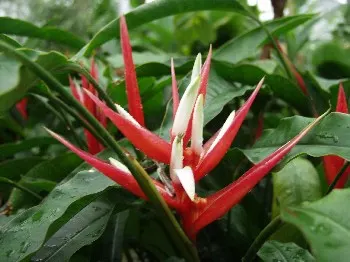 Hanging Lobster Claw (Heliconia Rostrata) — ensuring a lush display for any exotic landscape centerpiece; ensuring that seasonal frosts do not, image 60