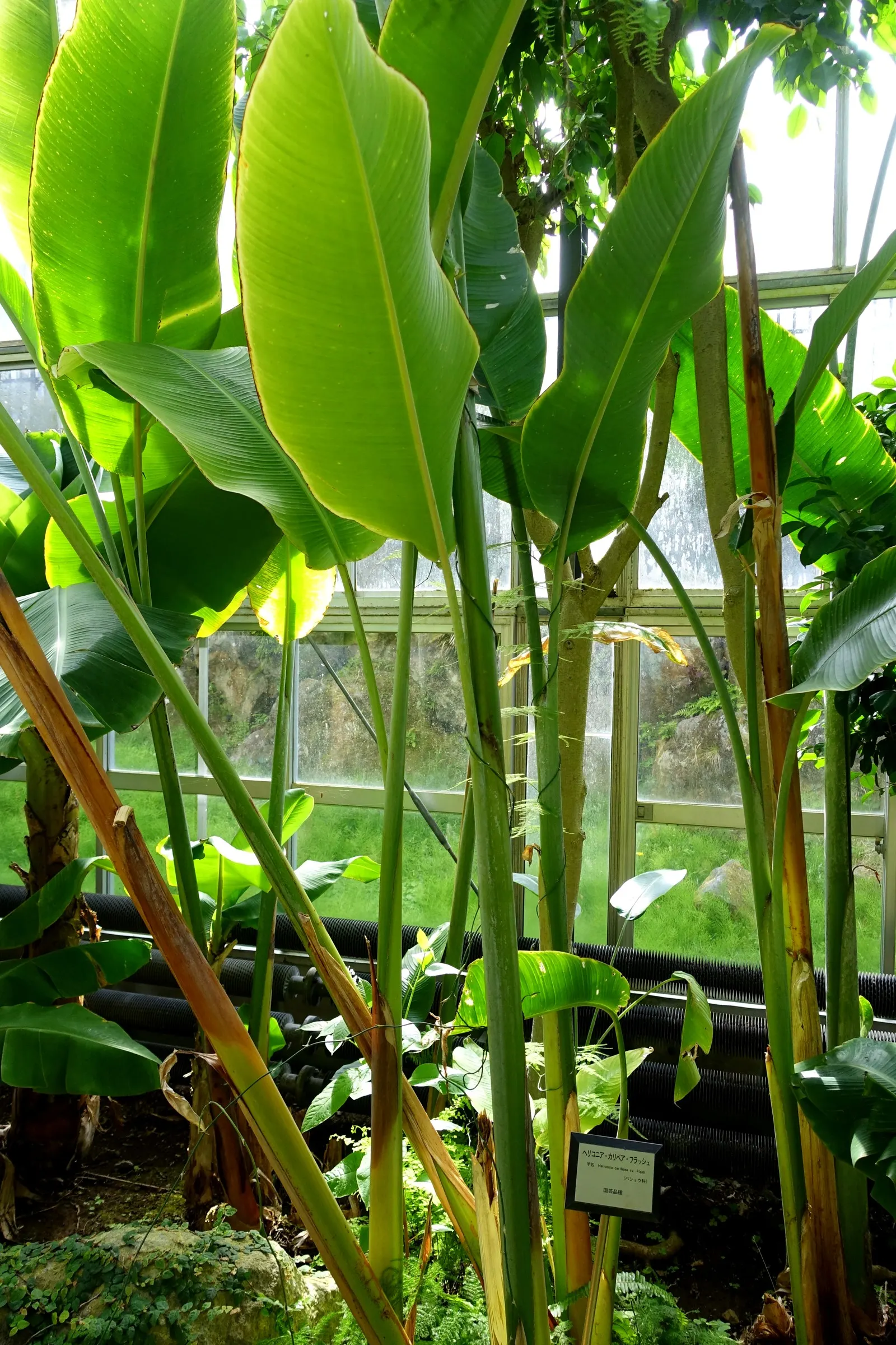 Hanging Lobster Claw (Heliconia Rostrata) — green and multi-colored and red flowers in the garden; the distinctive bracts present a vivid red to orange hue