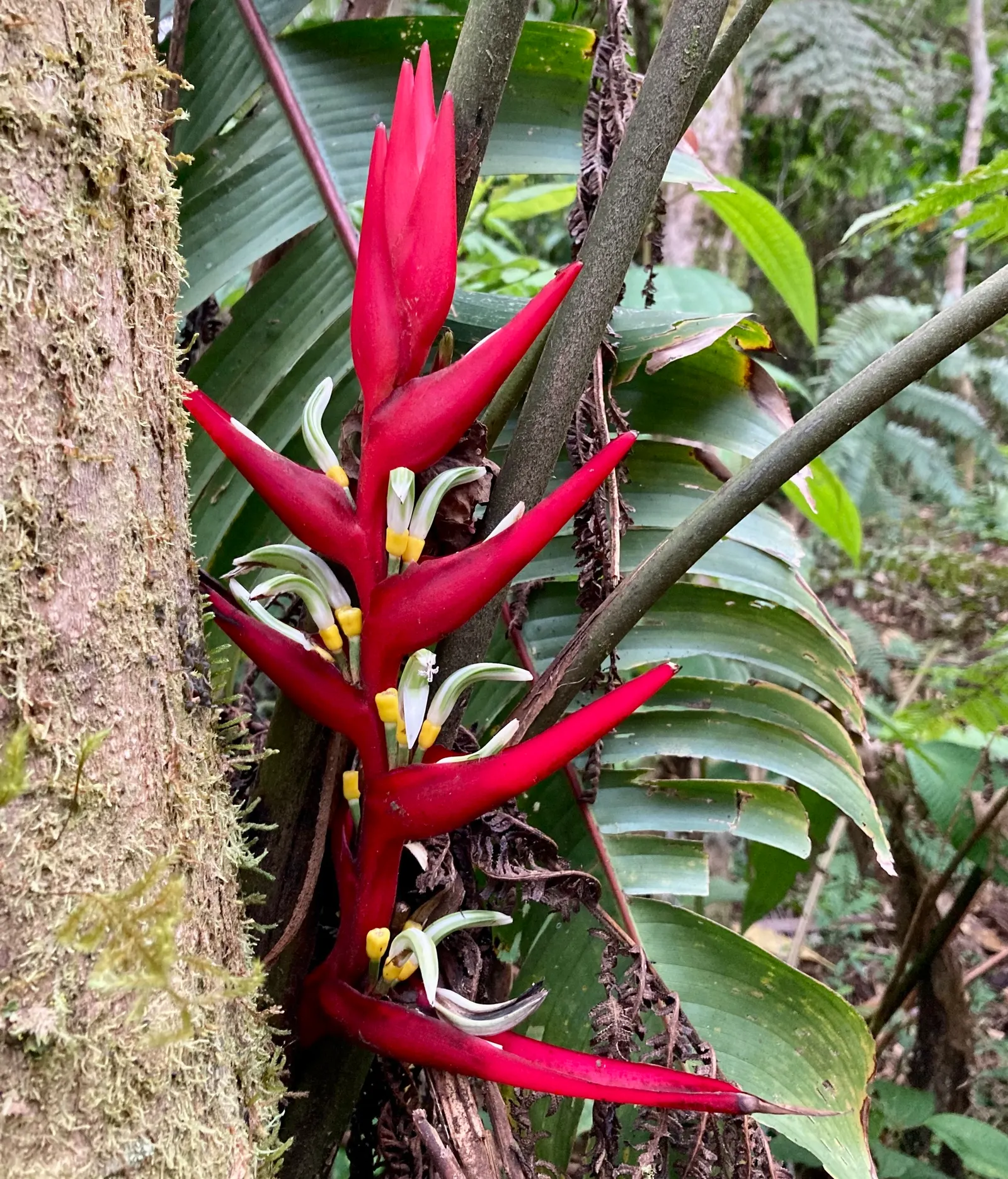 Hanging Lobster Claw (Heliconia Rostrata) — is a striking tropical perennial that brings an exotic splash to any landscape design; the distinctive, image 90