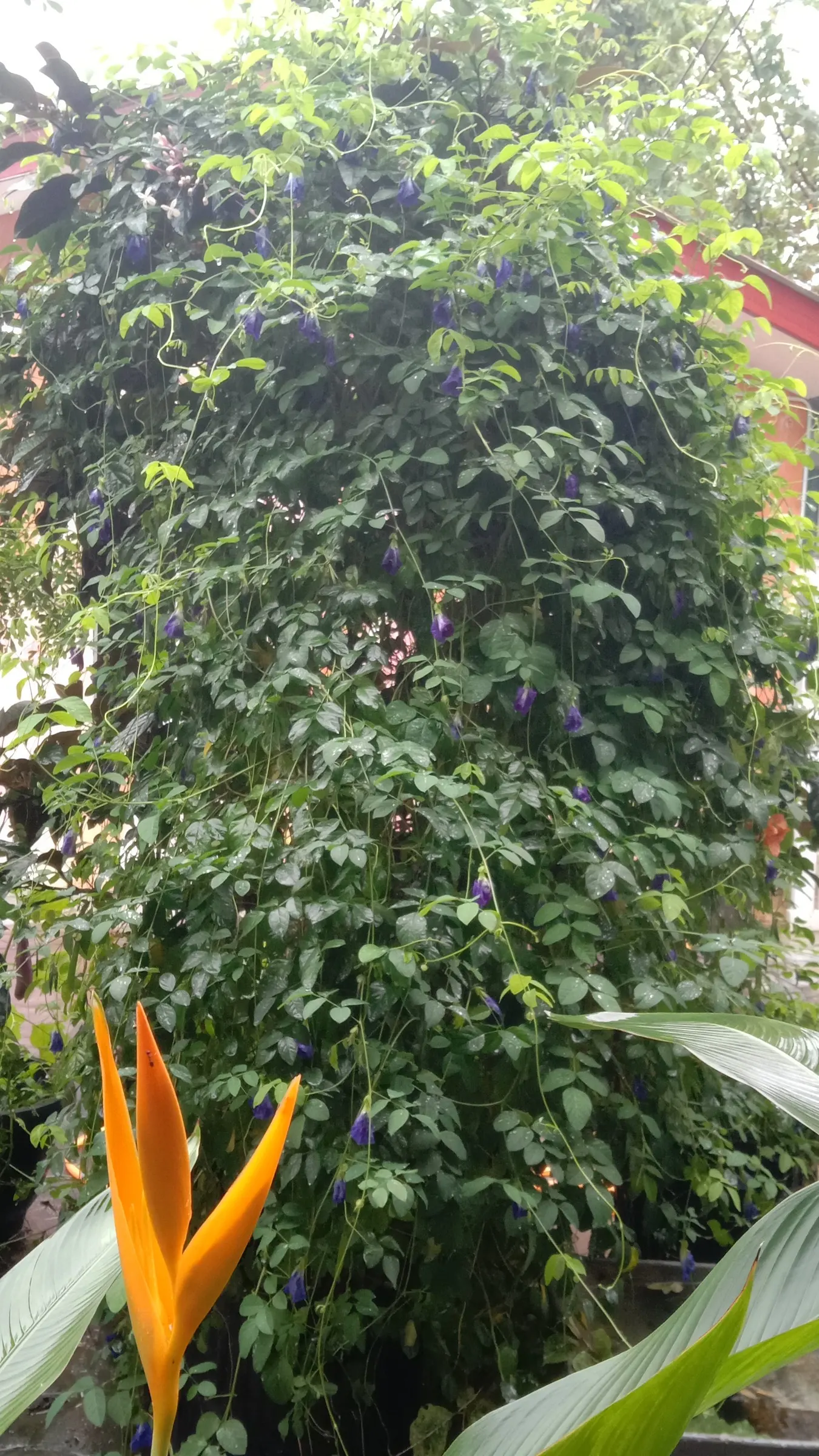 Hanging Lobster Claw (Heliconia Rostrata) — shrub / tree for full or half; ensuring that seasonal frosts do not threaten its vibrancy and allure, image 112