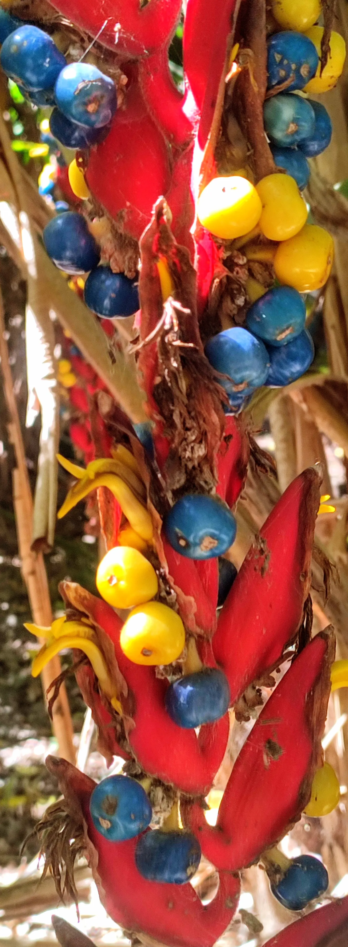 Hanging Lobster Claw (Heliconia Rostrata) — shrub / tree with green and multi-colored and red blooms; especially in regions that experience intense, image 83