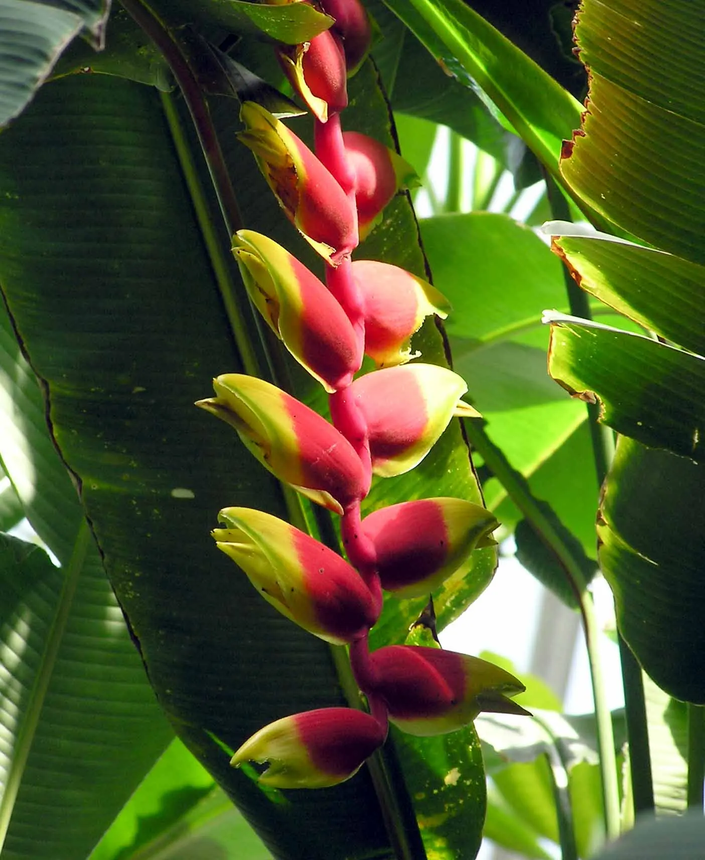 Hanging Lobster Claw (Heliconia Rostrata) — hence its common name.<br><br>When integrated into a landscape; the distinctive bracts present a vivid, image 122