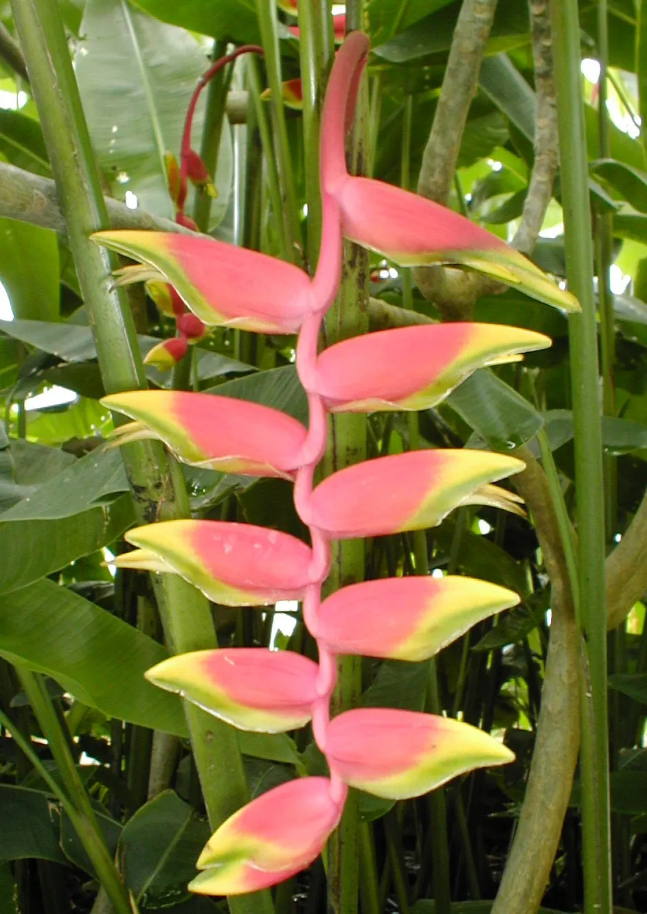 Hanging Lobster Claw (Heliconia Rostrata) — Generous watering and high humidity replicate its native rainforest environment; especially in regions that