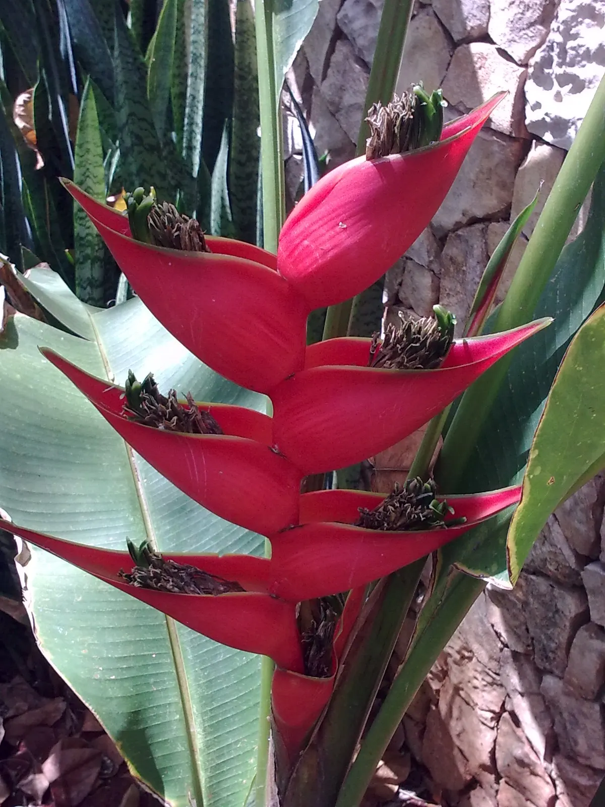 Hanging Lobster Claw (Heliconia Rostrata) — hence its common name.<br><br>When integrated into a landscape; the distinctive bracts present a vivid red to