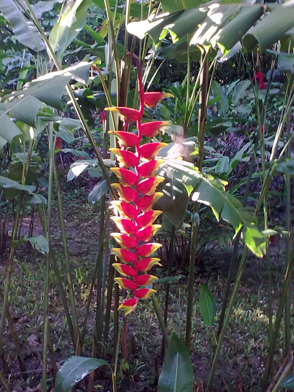 Hanging Lobster Claw (Heliconia Rostrata) — This eye-catching plant reaches up to 3-5 feet tall, with each flower around 12-30 inches long, image 113