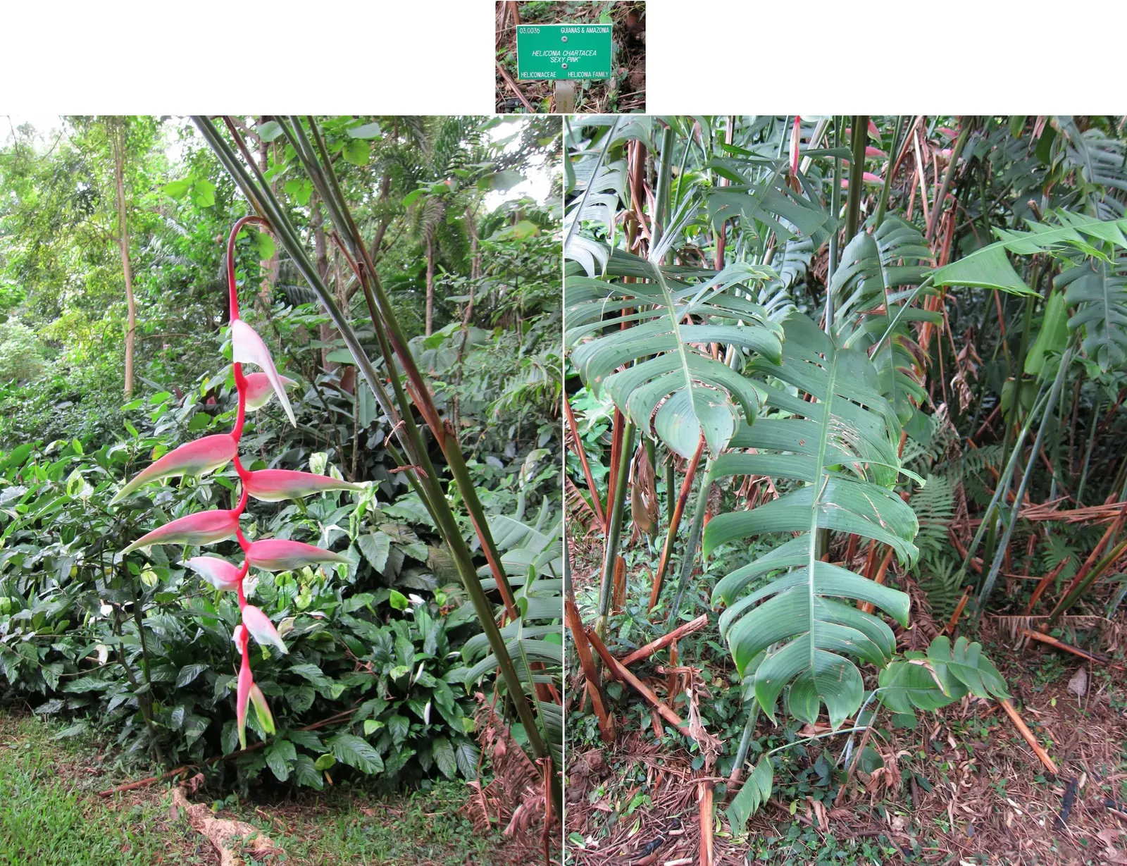Hanging Lobster Claw (Heliconia Rostrata) — pendulous inflorescences that resemble the claws of a lobster; ensuring a lush display for any exotic landscape