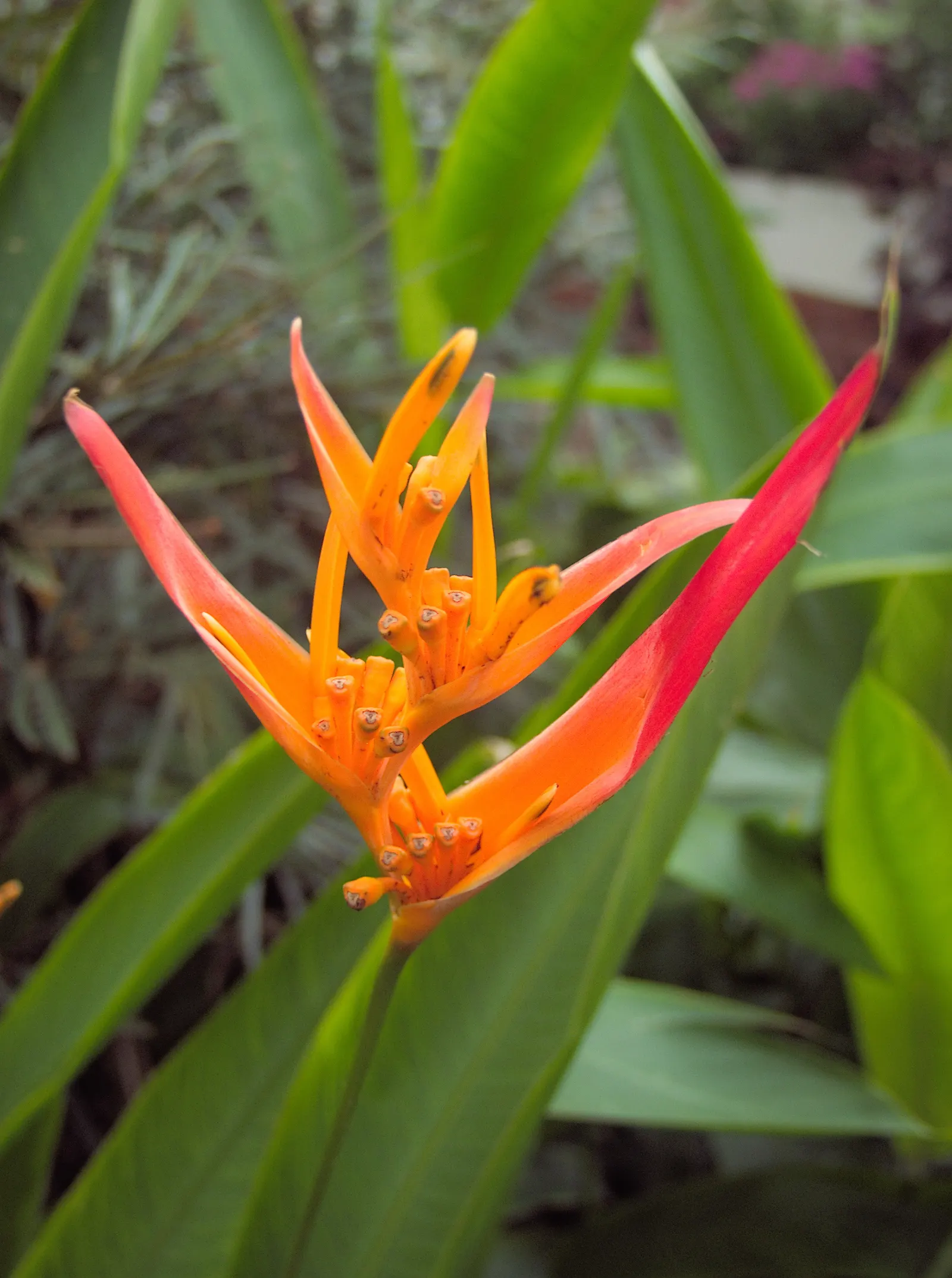 Hanging Lobster Claw (Heliconia Rostrata) — offering a bold contrast against the lush green foliage; ensuring that seasonal frosts do not threaten, image 124
