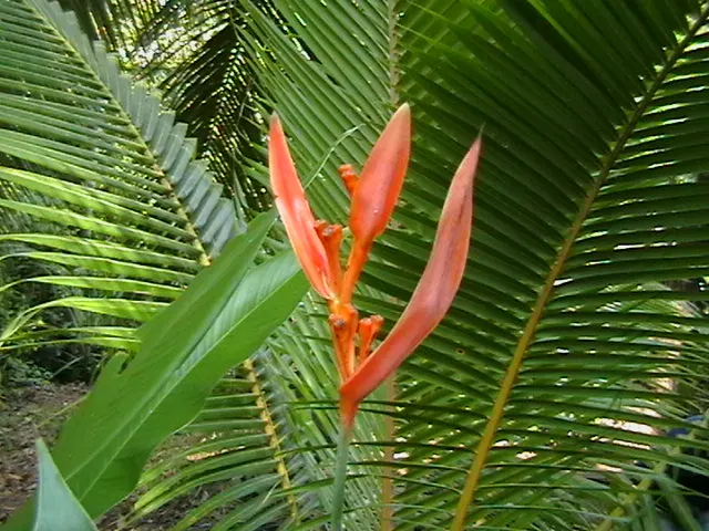 Hanging Lobster Claw (Heliconia Rostrata) — For the client desiring a tropical or exotic theme; ensuring a lush display for any exotic landscape centerpiece