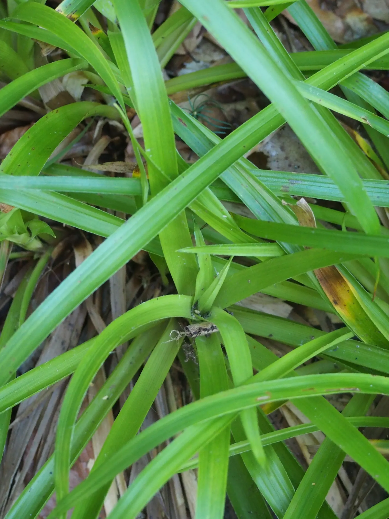 Great Wood Rush (Luzula Sylvatica) — with the occasional removal of dead foliage to maintain a neat appearance
