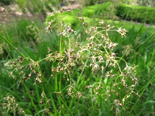 Great Wood Rush (Luzula Sylvatica) — It sports broad, grass-like leaves up to 12 inches long and thrives in part to full shade