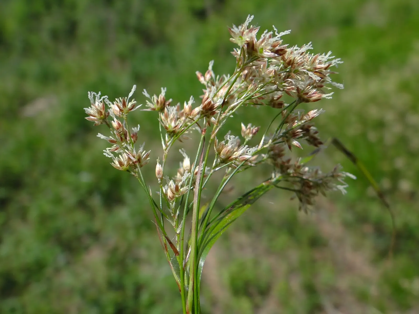 Great Wood Rush (Luzula Sylvatica) — This robust plant thrives in USDA Hardiness Zones 5 through 7