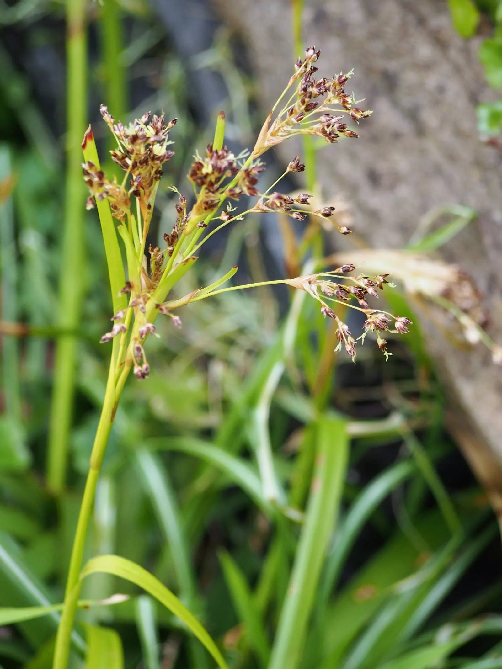 Great Wood Rush (Luzula Sylvatica) — Luzula sylvatica prefers partial to full shade